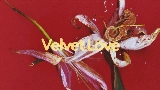 動画サムネイル Velvet Love