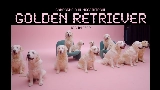 動画サムネイル golden retriever