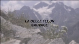 動画サムネイル La Belle Fleur Sauvage