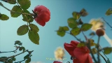 動画サムネイル Mi Morena